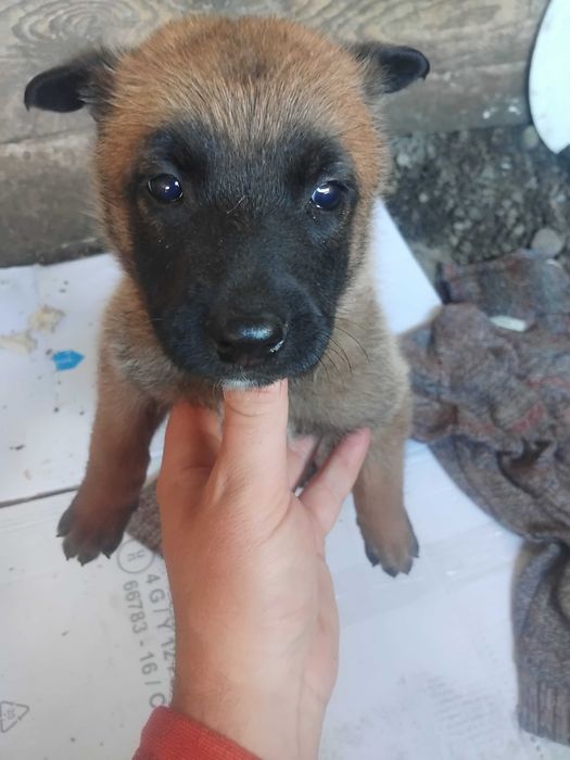 Ciobanesc malinois mascul