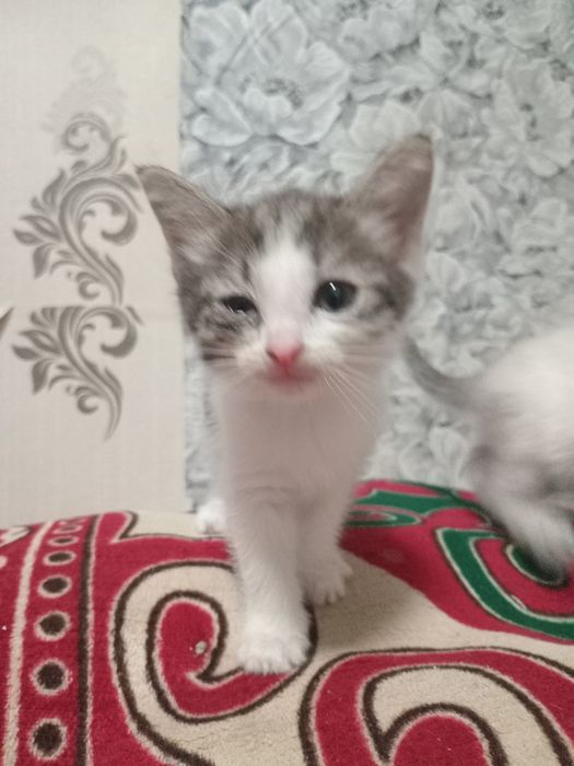Котенки в добрфе руки