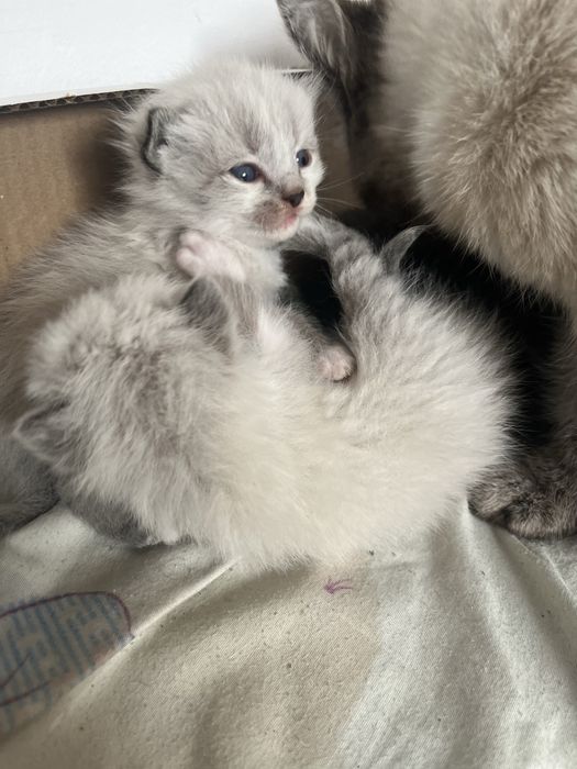 резерв котят, 8 апреля будет месяц