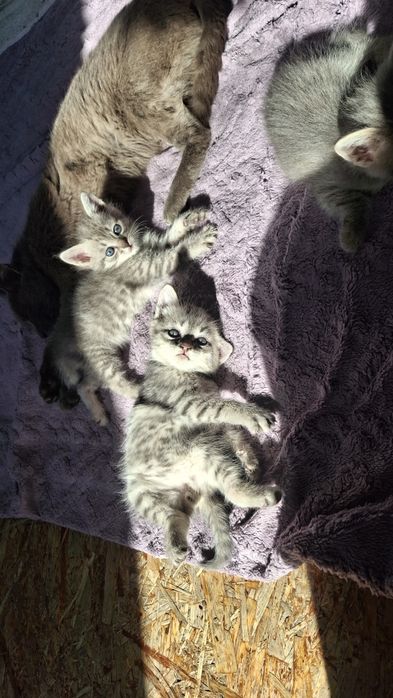 Очень милые котята
