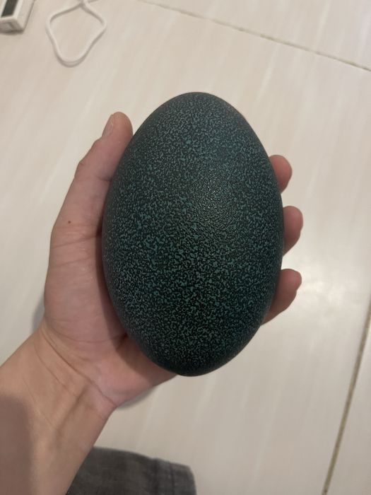 Эму Австралийский