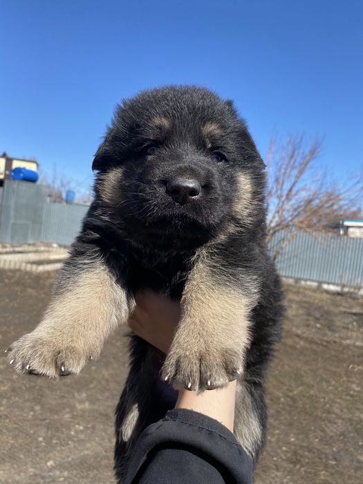 Восточно Европейская Овчарка