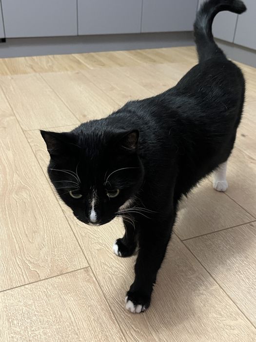 Отдаем домашнего кота