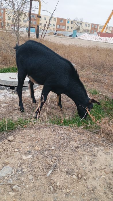 Асыл тұқым альпи теке