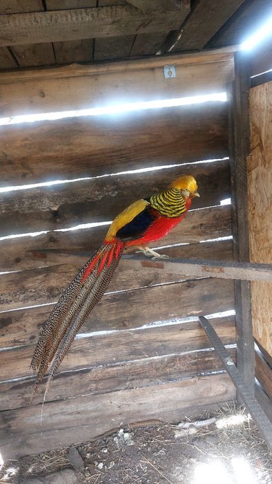 Фазаны Золото и Лимоны