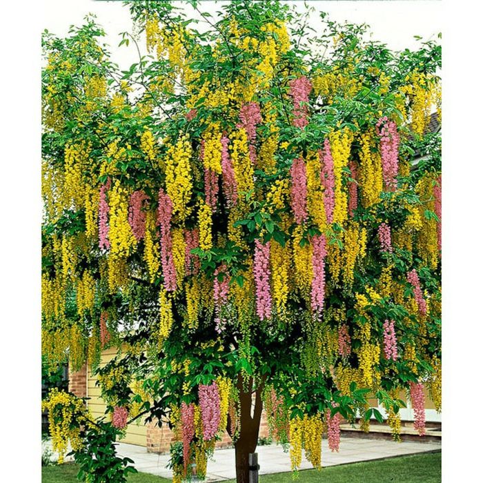 Pomi ornamental  salcamul lui adam bicolor