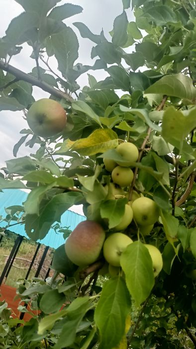 Продам дачу в районе Ахмирово