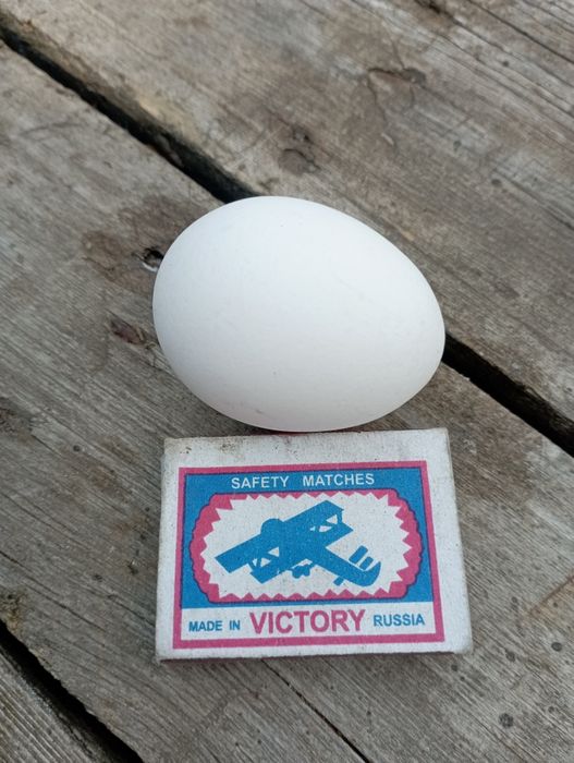 Домашние куриные яйца