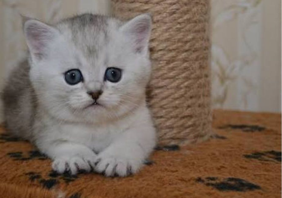 Мальчики шиншиллы 1.5 мес