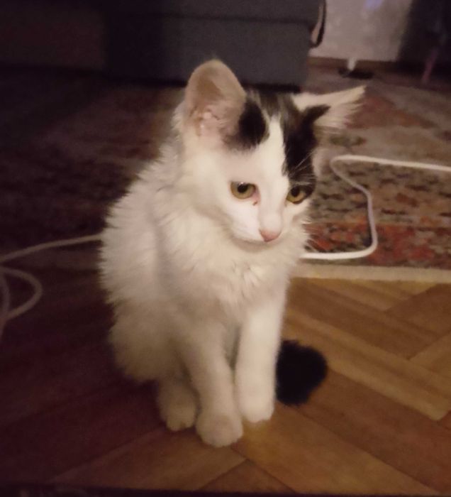 Отдаю котенка в добрые руки