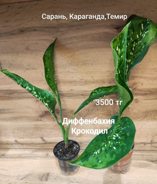 Драцена, Диффенбахия
