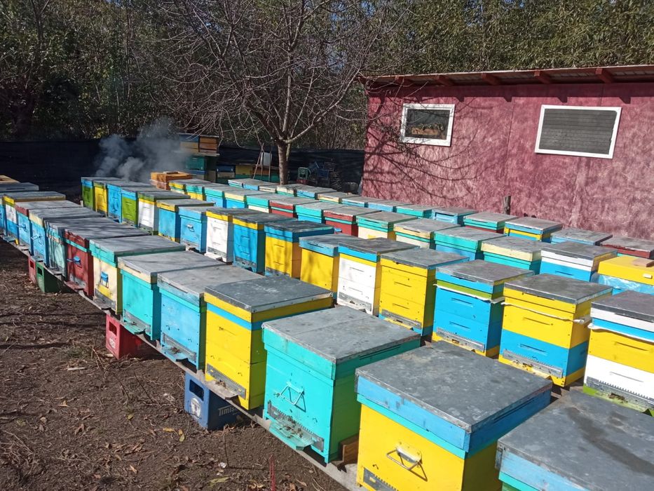 Miere polifloră, zonă de munte. VRANCEA