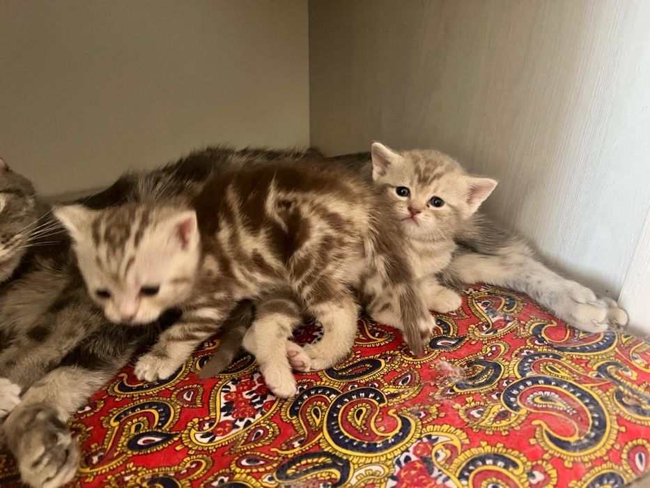Продам Британских котят