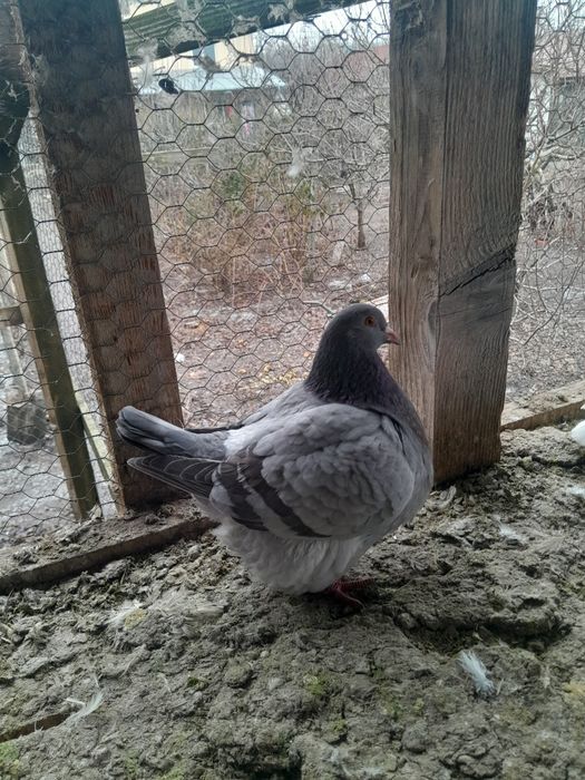 Porumbei Texani  de vanzare