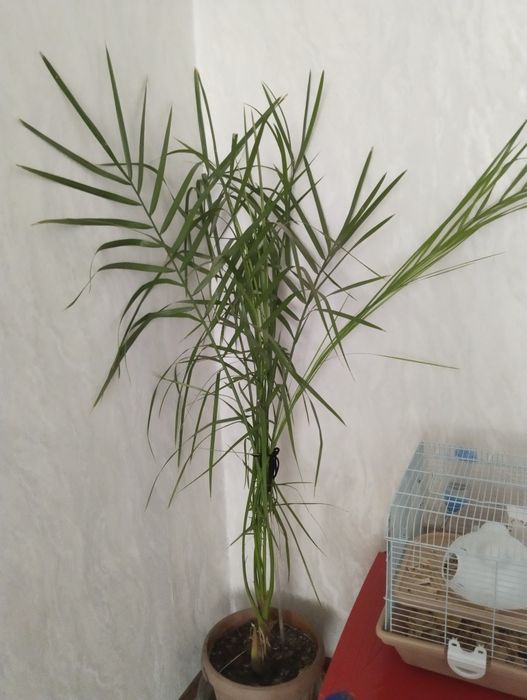 Продам финиковую пальму