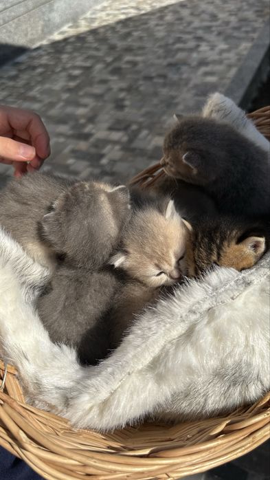 Открыт брон на котят