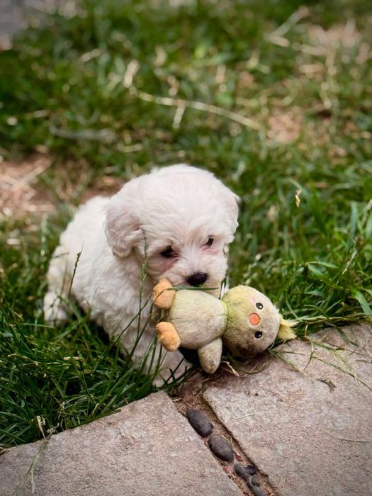 Bichon maltese miki toy