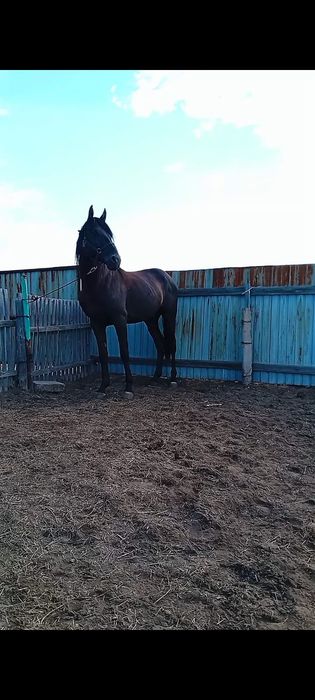 Продам КАРАЧЕВСКОГО ЖЕРЕБЦА!держит косяк.