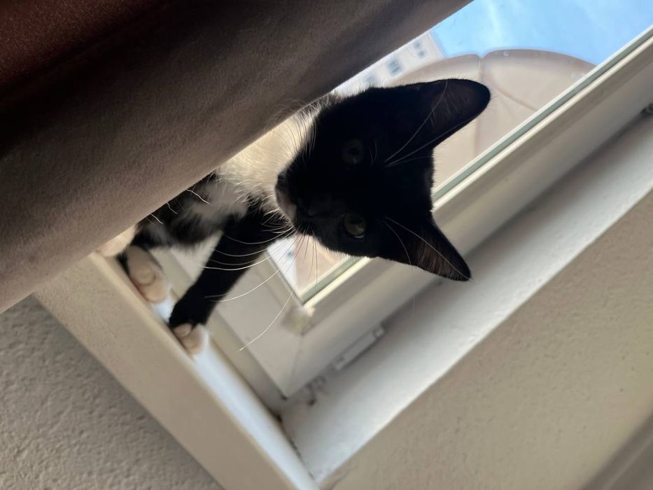 Котенок в добрые руки