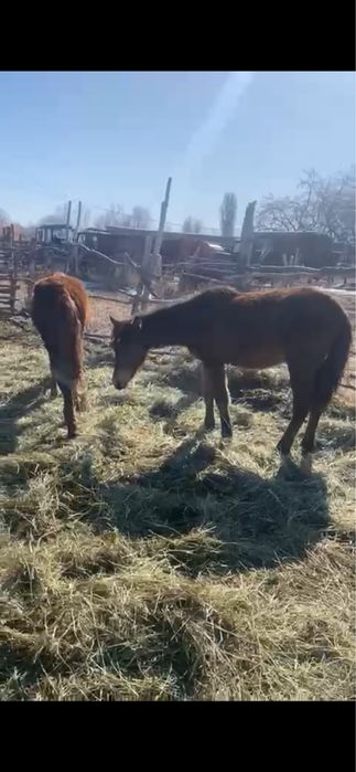 Байталдар, тайлар сатылады