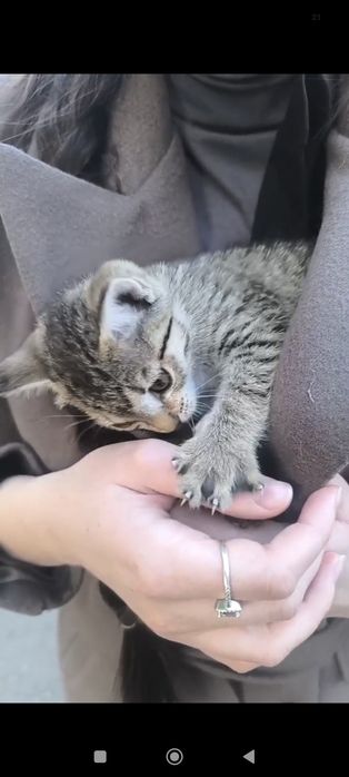 Котёнок мышелов в добрые руки