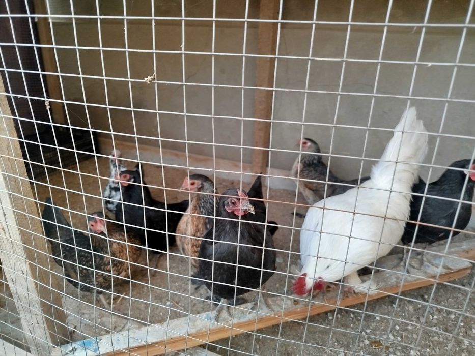 Продаётся японские куры