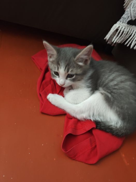 Отдам бесплатно котят