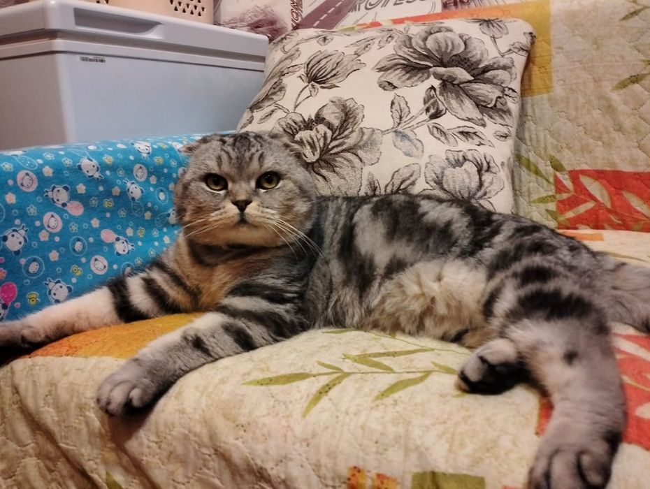 Скоттиш Фолдики и Страйты.