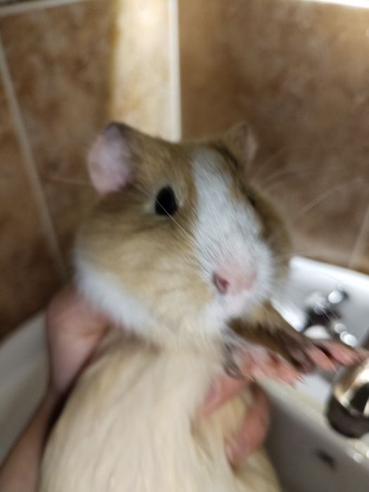 Морская свинка милая девочка