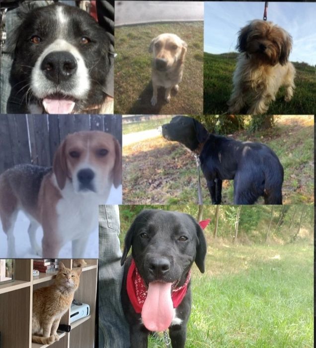 Plimb câini / Dog walker/Pet sitting în Timișoara