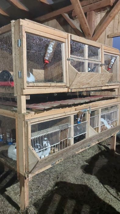 Vând 5 iepuri cu cuști!