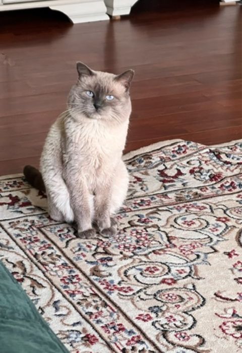 Отдадим кота в добрые руки