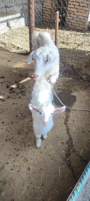 Она бола эчкилар сотилади зотдор