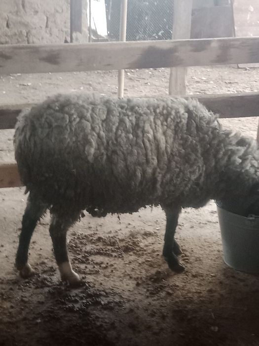 Саулык кои сатылады