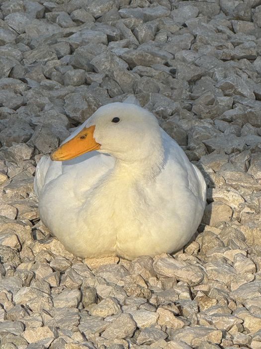 Rațe Pekin mature