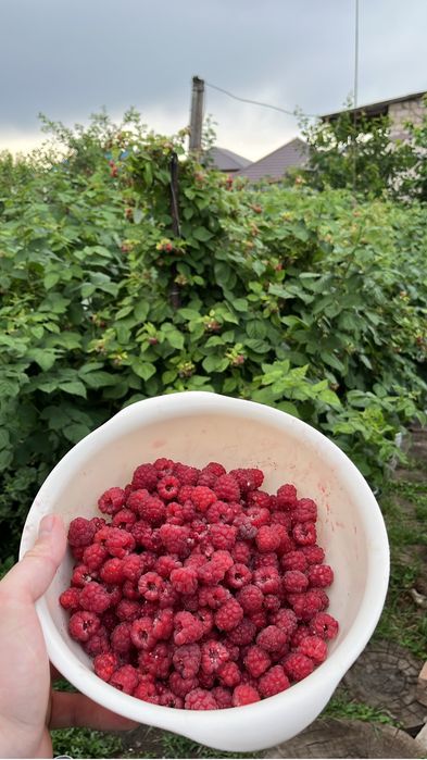 Продам малину домашнюю