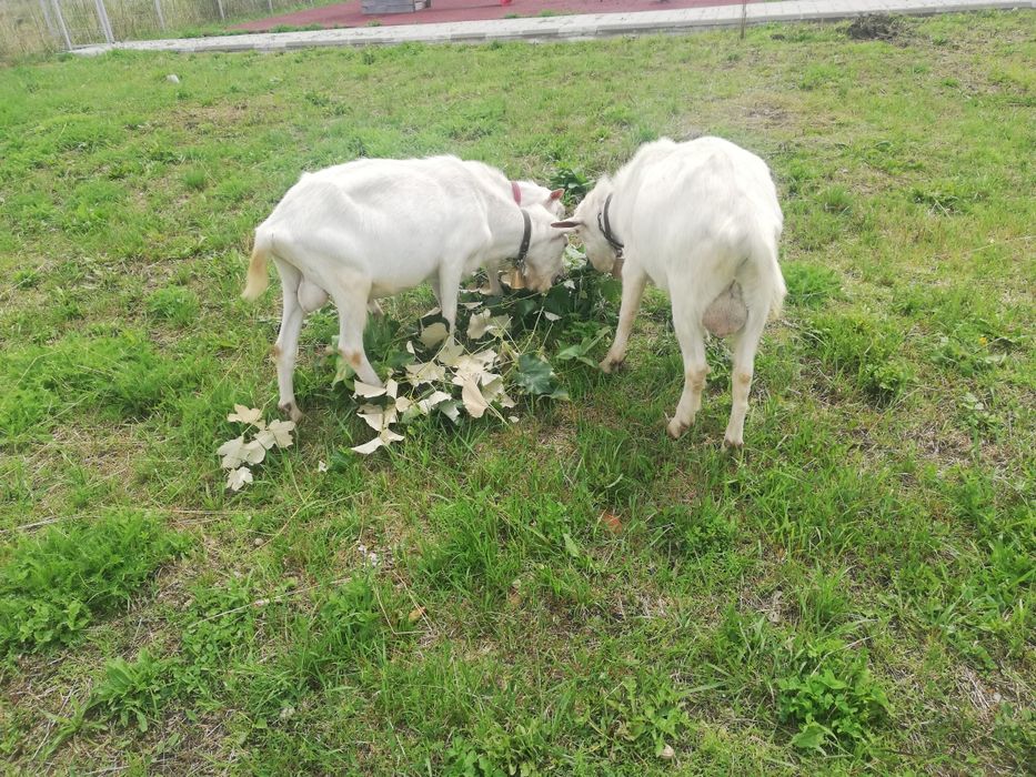 Vând țap Sannen de 1,6ani și o capra alpin franceză.