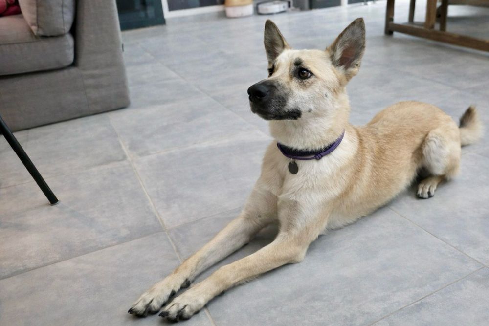 Арчи — молодой и ласковый пёс