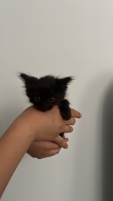 Котенки в добрые руки