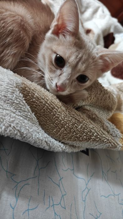 Котёнок        .