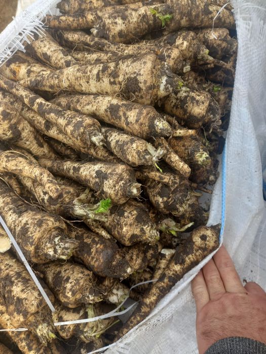 Vând Pătrunjel Pastarnac