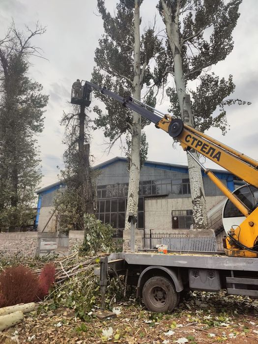 Спил деревьев обрезка плодовых