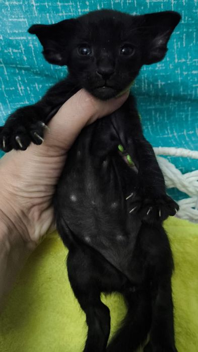 Ориентальный котёнок