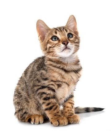 Бенгал срочно сотилади