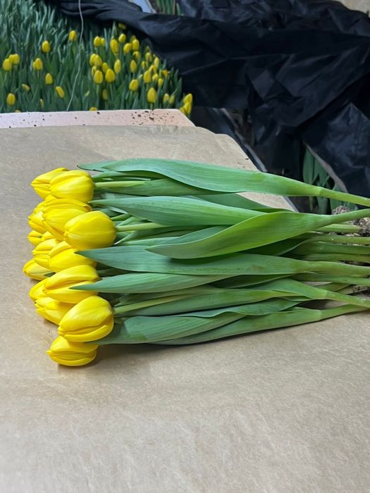 Тюльпаны оптом и в розницу