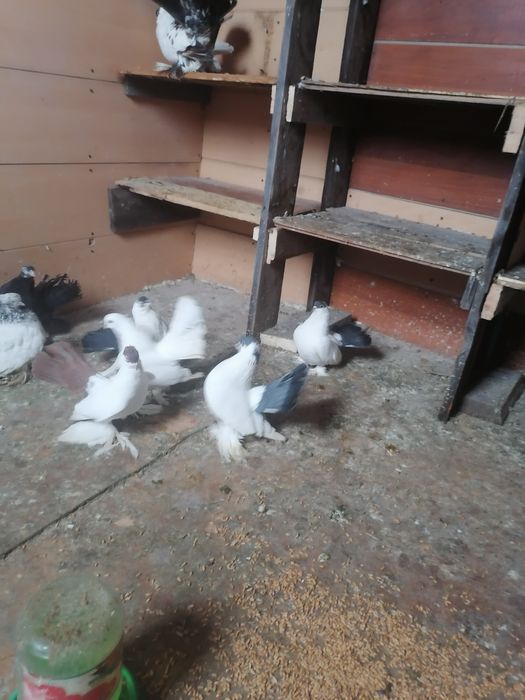 Продам голубей очень