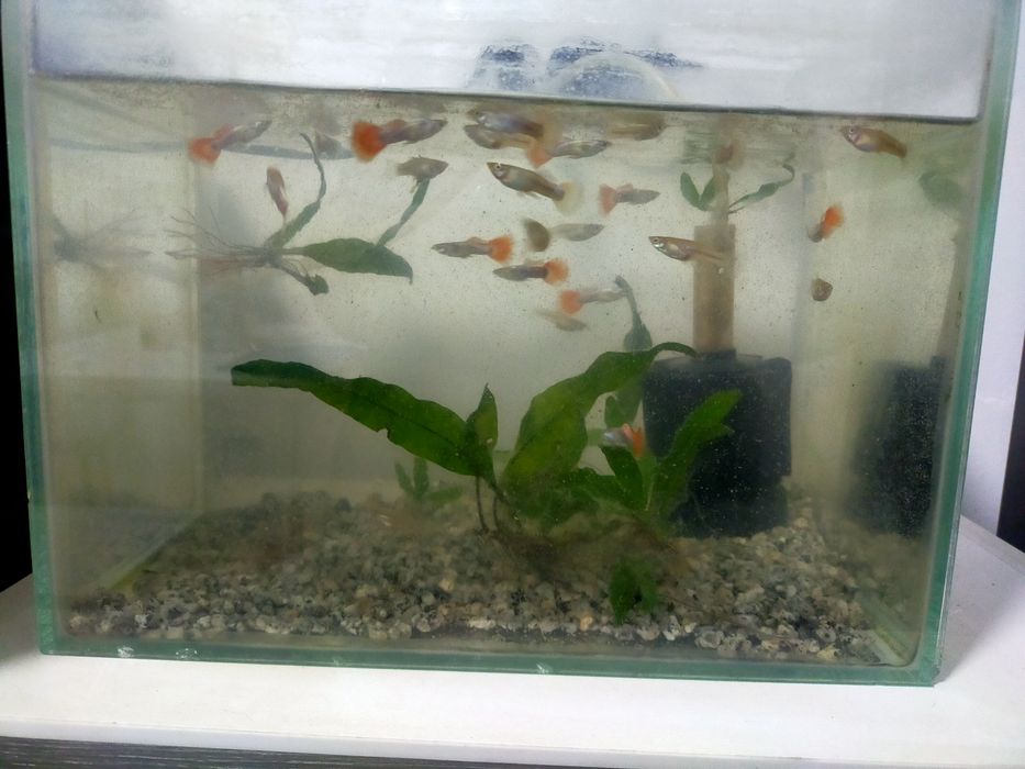 Пром рыбок Гуппи