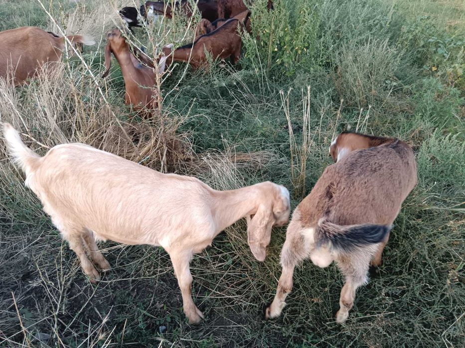 Vând ieduțe și țapi anglo nubieni