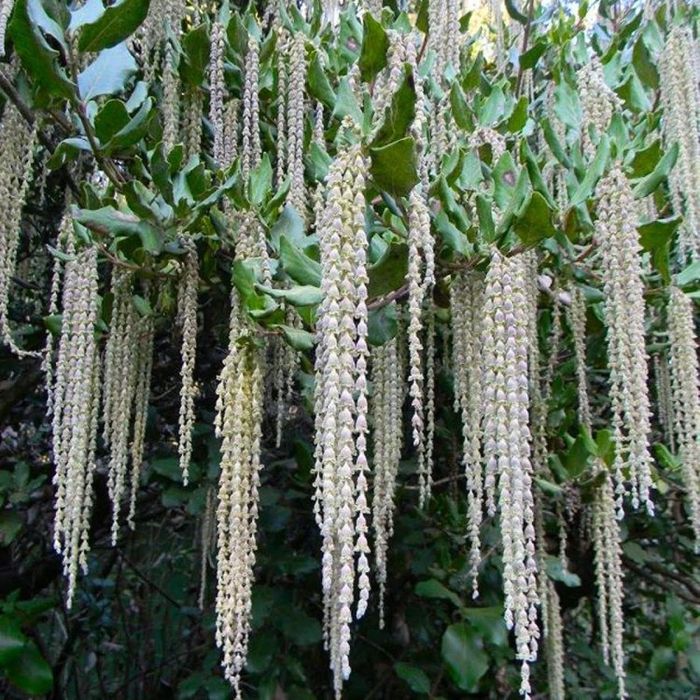 Гария (garrya thuretii)