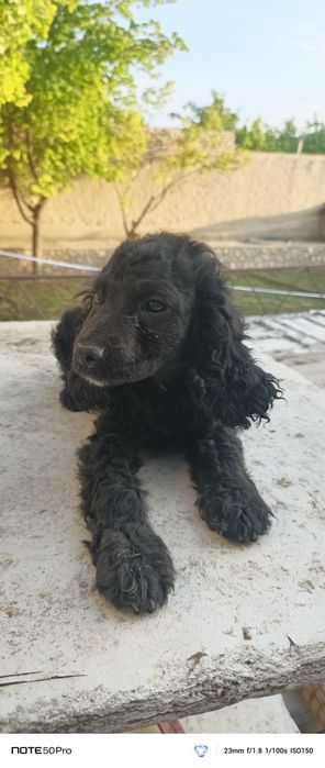 Ovchi it sotiladi 500